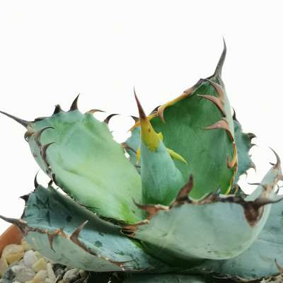 Agave titanota select Tanchura GC41-