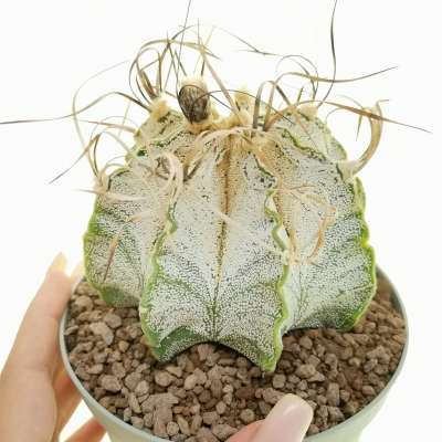 Astrophytum capricorne cv. Crassispinoides