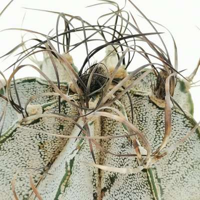 Astrophytum capricorne cv. Crassispinoides - Giromagi