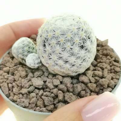 Mammillaria herrerae