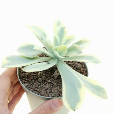 Echeveria 'Moon River' f. variegata