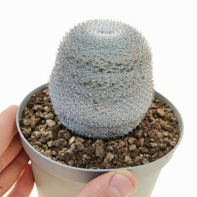 Mammillaria brauneana