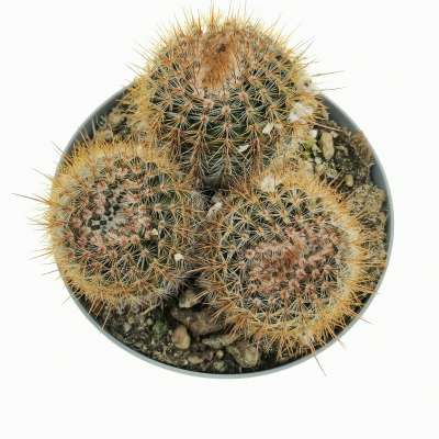 Notocactus schlosseri - Giromagi