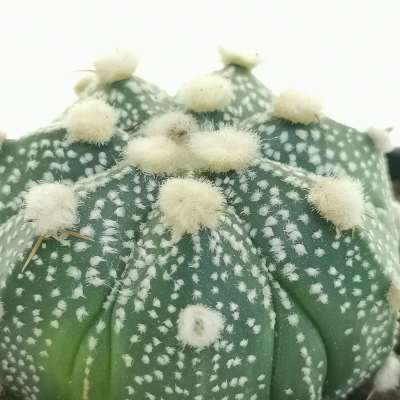 Astrophytum asterias hybrid (Fukuryu) (CITES) - Giromagi