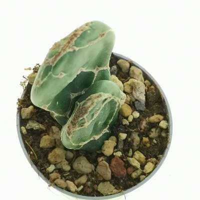 Opuntia reticulata cobra - Giromagi