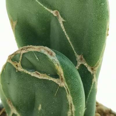 Opuntia reticulata cobra - Giromagi