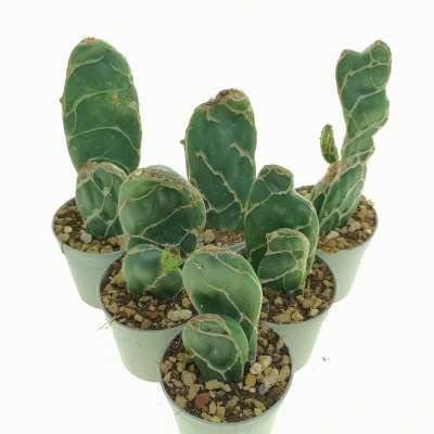 Opuntia reticulata cobra - Giromagi