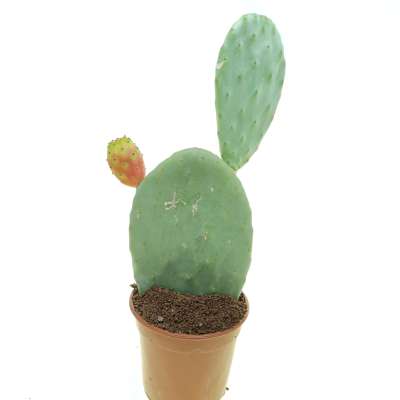 Opuntia ficus-indica (fico d'India) - Giromagi