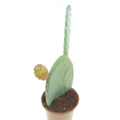 Opuntia ficus-indica (fico d'India) - Giromagi