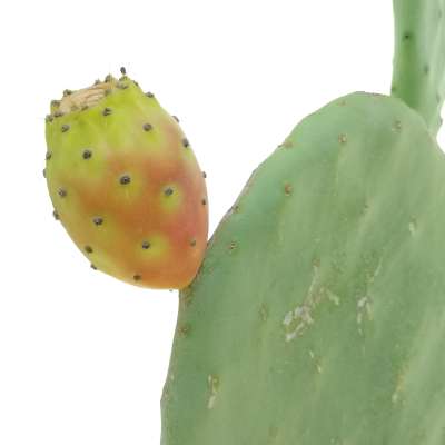 Opuntia ficus-indica (fico d'India) - Giromagi