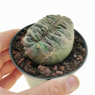 Euphorbia obesa f. crestata (Rare form)