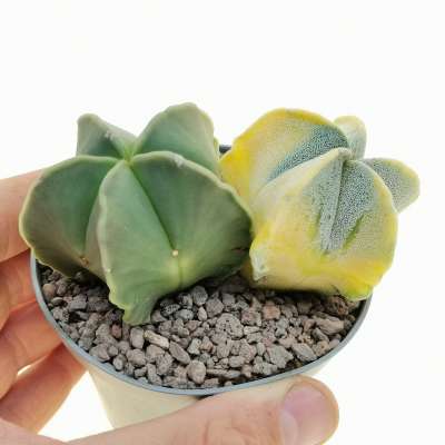 Astrophytum myriostigma f. variegata - Giromagi