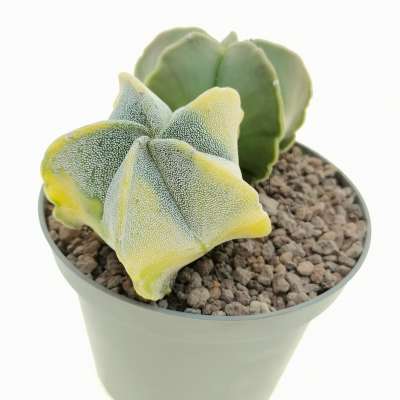 Astrophytum myriostigma f. variegata - Giromagi