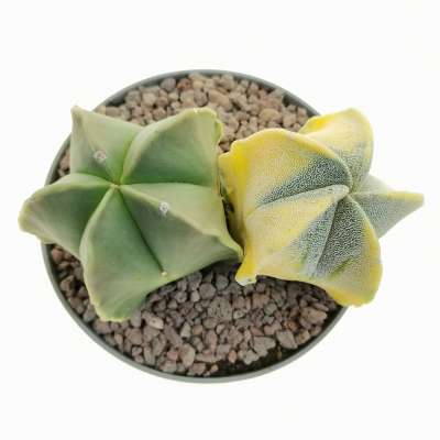 Astrophytum myriostigma f. variegata - Giromagi