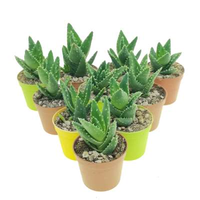 Aloe mitriformis 10 pcs. - Giromagi