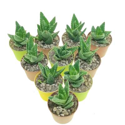Aloe mitriformis 10 pcs. - Giromagi