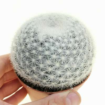Mammillaria candida