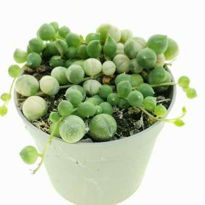 Senecio rowleyanus f. variegata (Pianta del rosario) - Giromagi