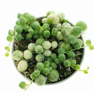 Senecio rowleyanus f. variegata (Pianta del rosario) - Giromagi