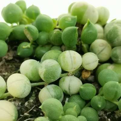 Senecio rowleyanus f. variegata (Pianta del rosario) - Giromagi