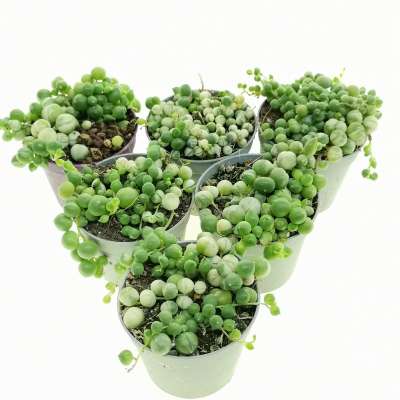 Senecio rowleyanus f. variegata (Pianta del rosario) - Giromagi