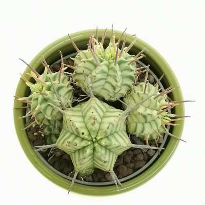 Pianta di 'Euphorbia meloformis f. variegata' in vaso design di ceramica - Giromagi