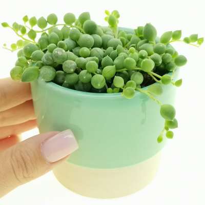 Pianta di 'Senecio rowleyanus' in vaso di ceramica - Giromagi