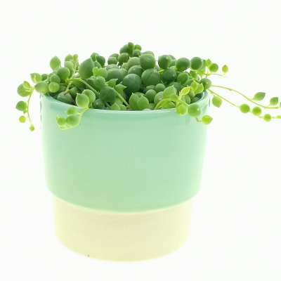 Pianta di 'Senecio rowleyanus' in vaso di ceramica - Giromagi