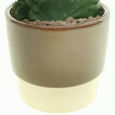 Pianta di 'Euphorbia leucodendron f. crestata' in vaso design di ceramica - Giromagi