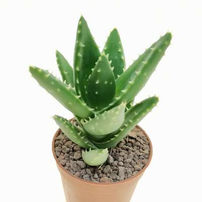 Aloe mitriformis - Giromagi
