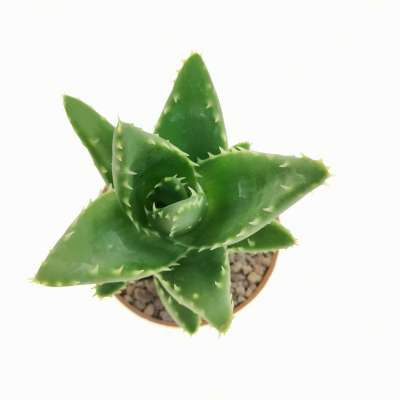 Aloe mitriformis - Giromagi