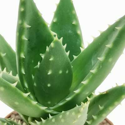 Aloe mitriformis - Giromagi