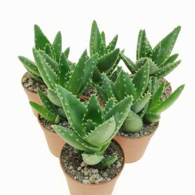 Aloe mitriformis - Giromagi