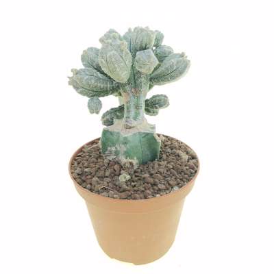 Astrophytum myriostigma cv. Huboki - Giromagi