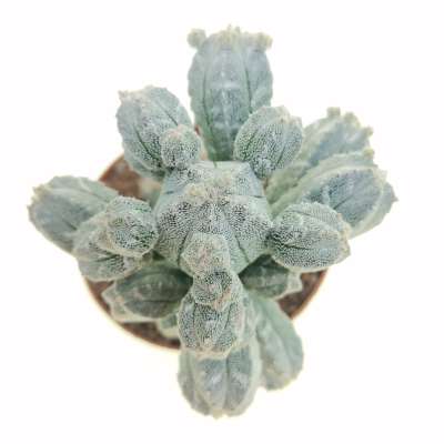Astrophytum myriostigma cv. Huboki - Giromagi
