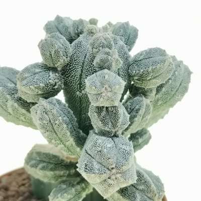 Astrophytum myriostigma cv. Huboki - Giromagi
