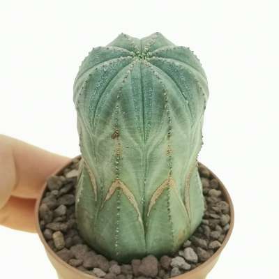 Euphorbia obesa 'Bonten'