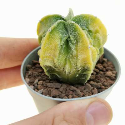 Astrophytum myriostigma cv. Fukuryu (type B) f. variegata
