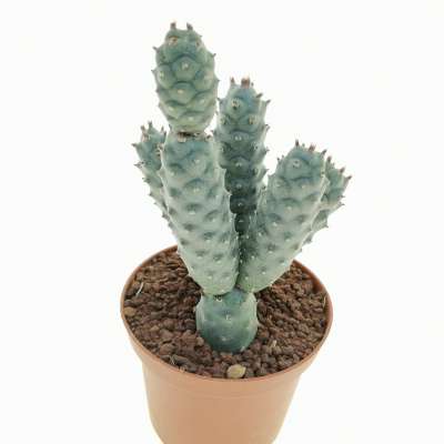 Tephrocactus articulatus var. strobiliformis - Giromagi