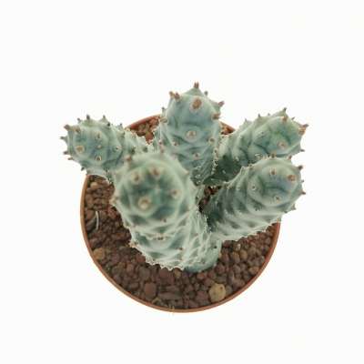 Tephrocactus articulatus var. strobiliformis - Giromagi