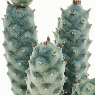 Tephrocactus articulatus var. strobiliformis - Giromagi