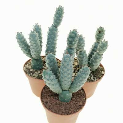 Tephrocactus articulatus var. strobiliformis - Giromagi