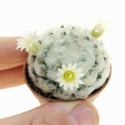 Mammillaria plumosa
