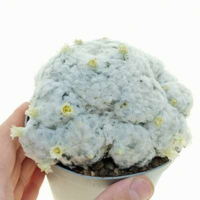 Mammillaria plumosa