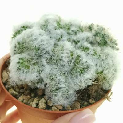 Mammillaria bocasana f. crestata