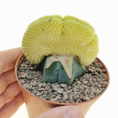 Mammillaria spinosissima cv. Un pico f. crestata variegata