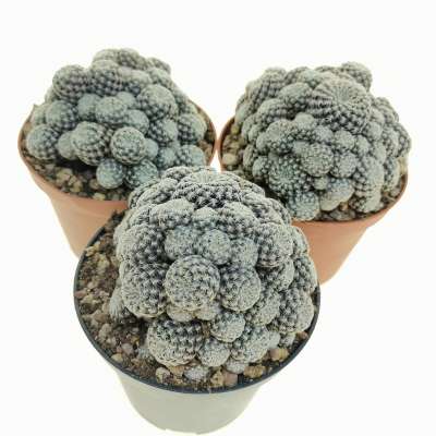 Sulcorebutia albissima f. pectinifera 10 cm. | Cactaceae