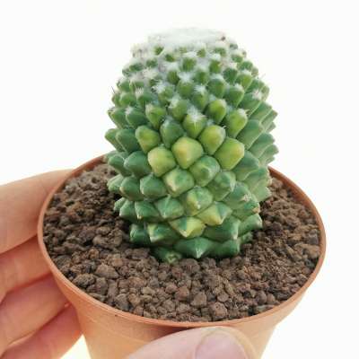 Mammillaria polythele cv. Stachellos f. variegata