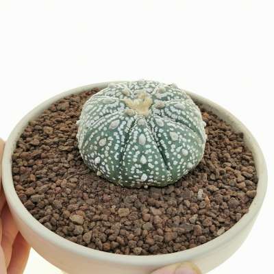 Astrophytum asterias hybrid (CITES)