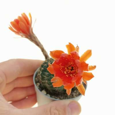 Lobivia amblayensis (orange flower) - Giromagi